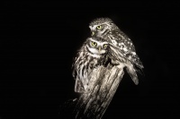 Sycek obecny - Athene noctua - Little Owl 3972d